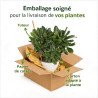 Pittospore du Japon nain 30cm Pot 3L - Pittosporum tobira