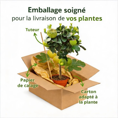 Figuier 80/100cm Pot 3L - Ficus carica