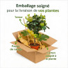 Figuier 80/100cm Pot 3L - Ficus carica