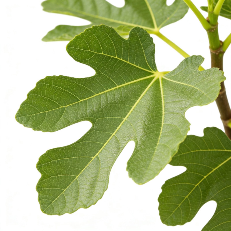 Figuier 80/100cm Pot 3L - Ficus carica
