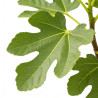 Figuier 80/100cm Pot 3L - Ficus carica