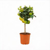 Figuier 80/100cm Pot 3L - Ficus carica