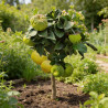 Figuier 80/100cm Pot 3L - Ficus carica