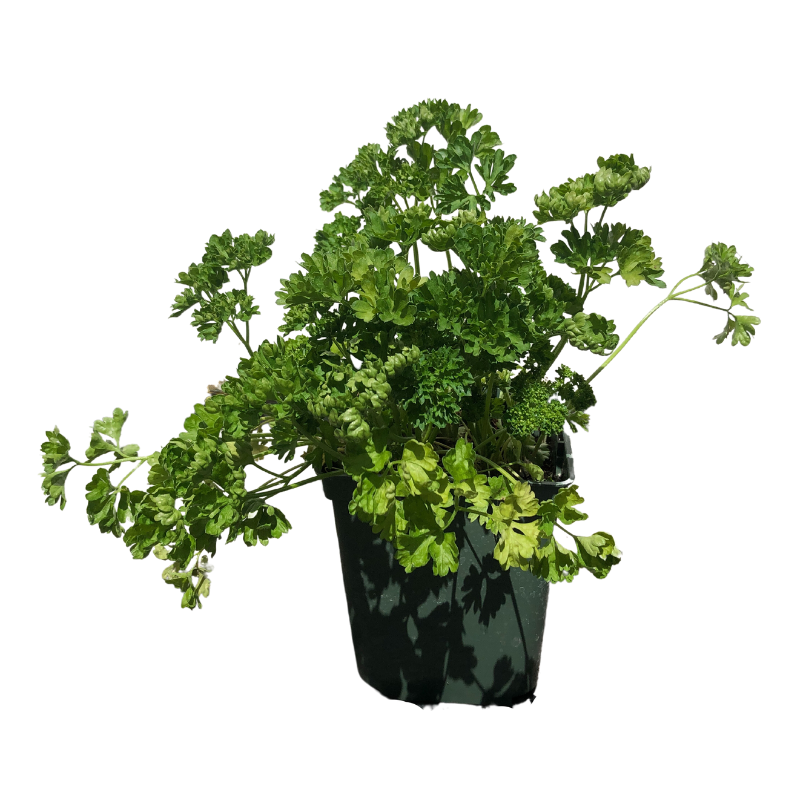Plant Persil Frisé Parfumé Pot 1,5L