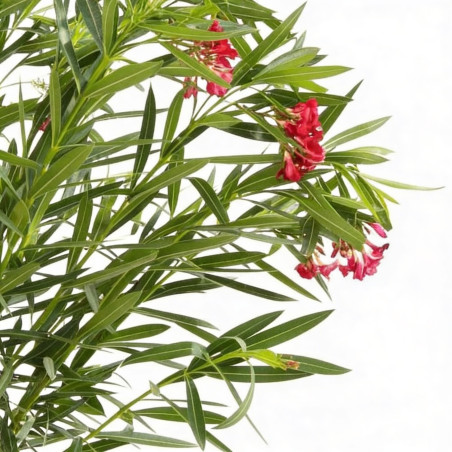 Laurier rose Rouge 80/100cm Pot 18L - Nerium oleander