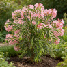 Laurier rose Rose 80/100cm Pot 18L - Nerium oleander