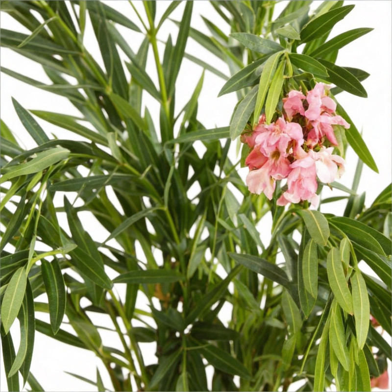 Laurier rose Rose 80/100cm Pot 18L - Nerium oleander