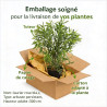 Laurier rose Blanc 80/100cm Pot 18L - Nerium oleander