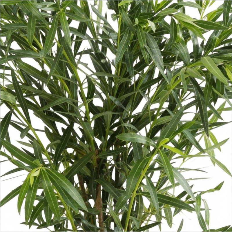 Laurier rose Blanc 80/100cm Pot 18L - Nerium oleander