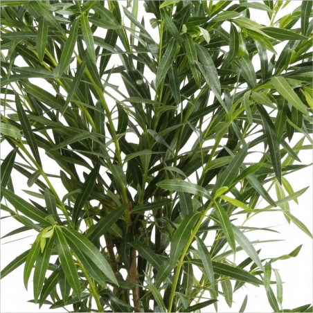 Laurier rose Blanc 80/100cm Pot 18L - Nerium oleander