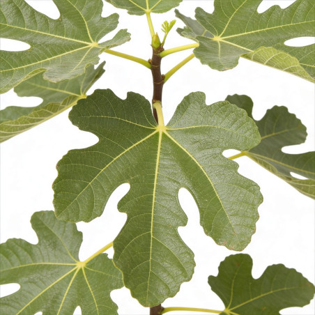 Figuier Ronde de Bordeaux 60/80cm Pot 18L - Ficus carica