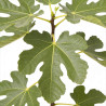 Figuier Ronde de Bordeaux 60/80cm Pot 18L - Ficus carica