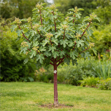 Figuier Ronde de Bordeaux 60/80cm Pot 18L - Ficus carica