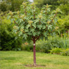 Figuier Ronde de Bordeaux 60/80cm Pot 18L - Ficus carica