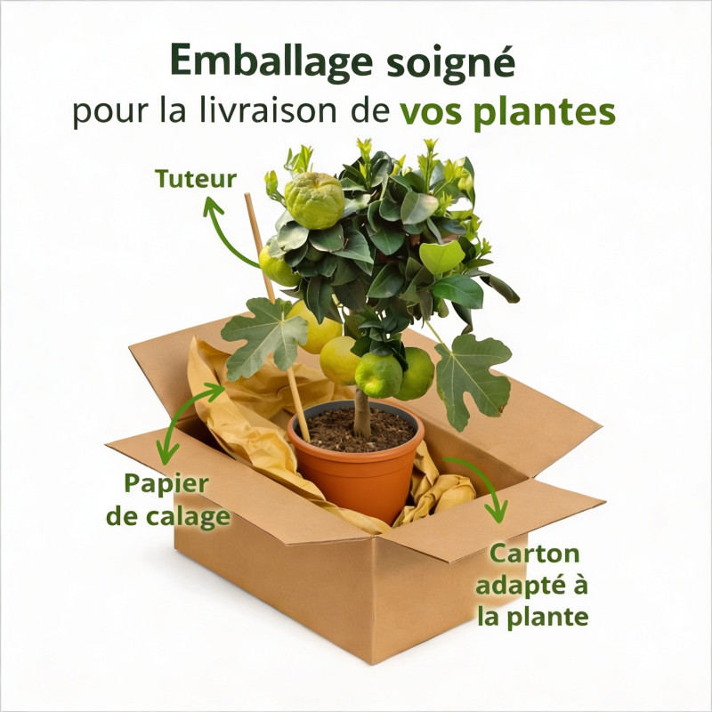 Figuier Ronde de Bordeaux 60/80cm Pot 18L - Ficus carica