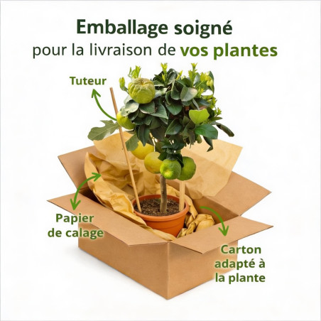 Figuier Ice Crystal 60/80cm Pot 18L - Ficus carica