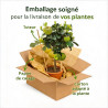 Figuier Ice Crystal 60/80cm Pot 18L - Ficus carica