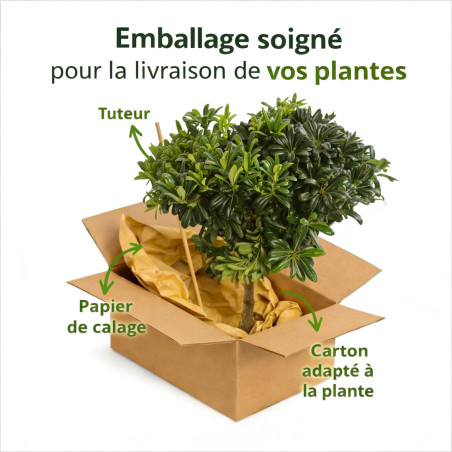 Pittospore du Japon nain 60/80cm Pot 15L - Pittosporum tobira
