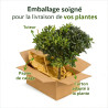 Pittospore du Japon nain 60/80cm Pot 15L - Pittosporum tobira