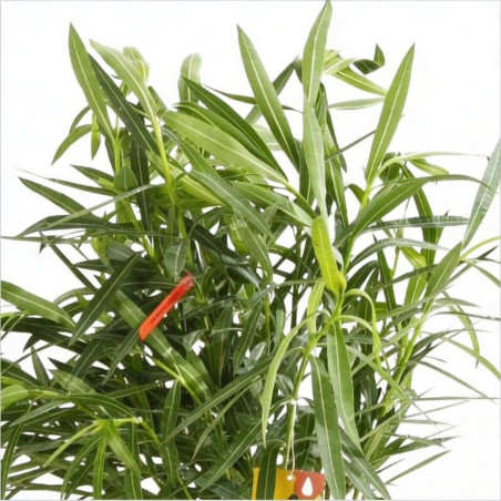 Laurier rose Rouge 80/100cm Pot 10L - Nerium oleander