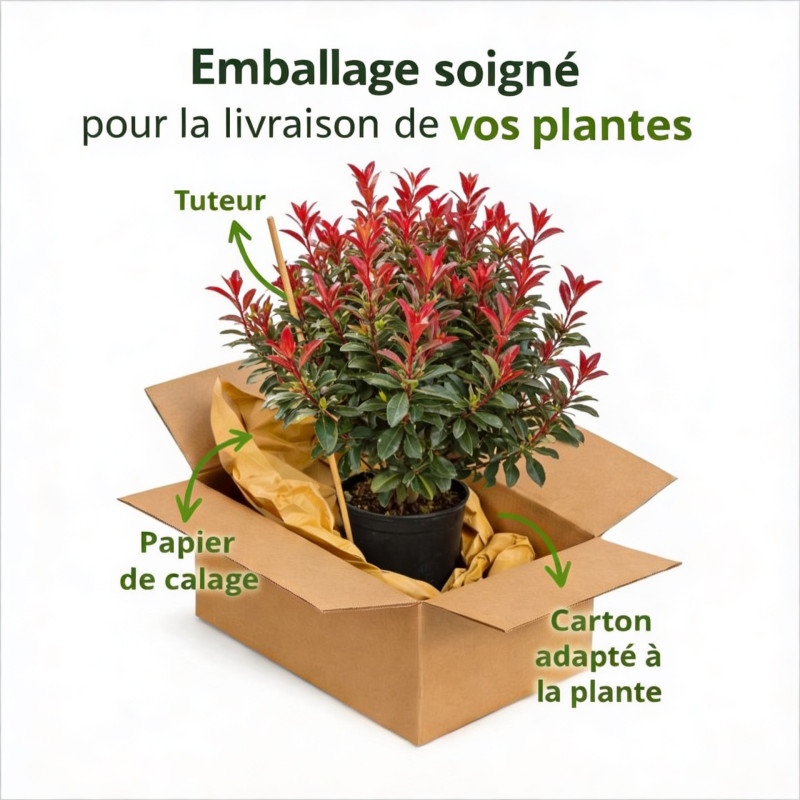 Laurier rose Rouge 80/100cm Pot 10L - Nerium oleander