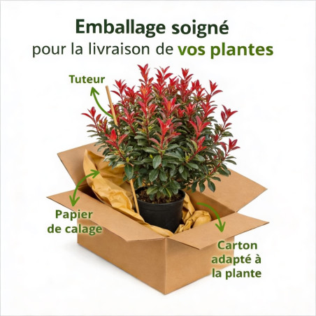 Laurier rose Rouge 80/100cm Pot 10L - Nerium oleander