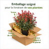 Laurier rose Rouge 80/100cm Pot 10L - Nerium oleander