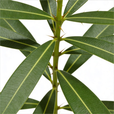 Laurier rose Rose 80/100cm Pot 10L - Nerium oleander