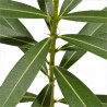 Laurier rose Rose 80/100cm Pot 10L - Nerium oleander