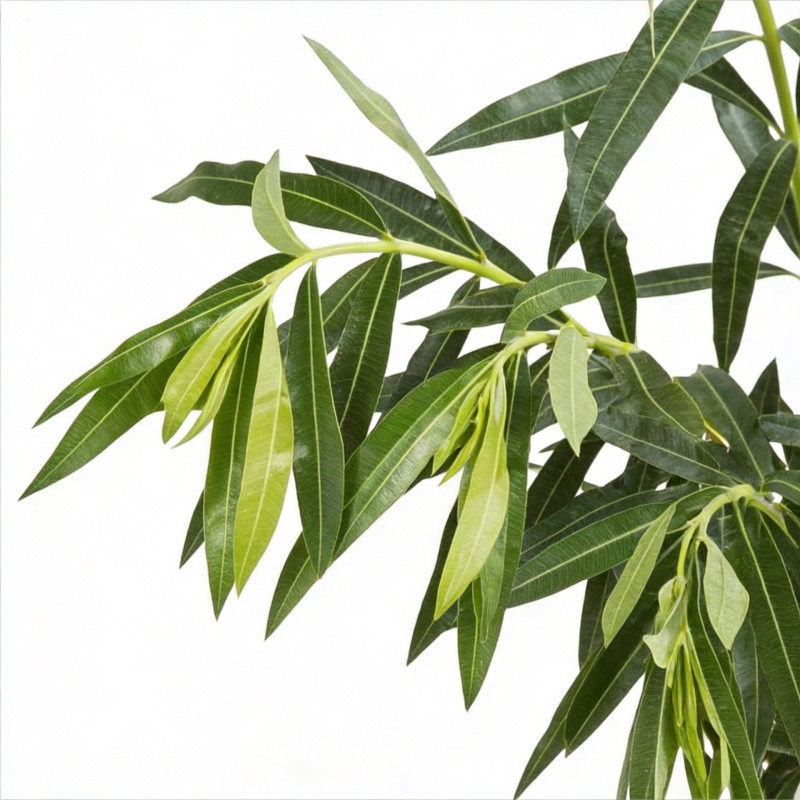 Laurier rose Blanc 80/100cm Pot 10L - Nerium oleander