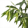 Laurier rose Blanc 80/100cm Pot 10L - Nerium oleander