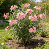 Laurier rose Blanc 80/100cm Pot 10L - Nerium oleander