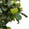 Pittospore petites feuilles 30/40cm Pot 10L - Pittosporum tenuifolium