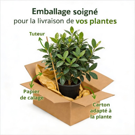 Pittospore petites feuilles 30/40cm Pot 10L - Pittosporum tenuifolium