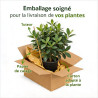Pittospore petites feuilles 30/40cm Pot 10L - Pittosporum tenuifolium