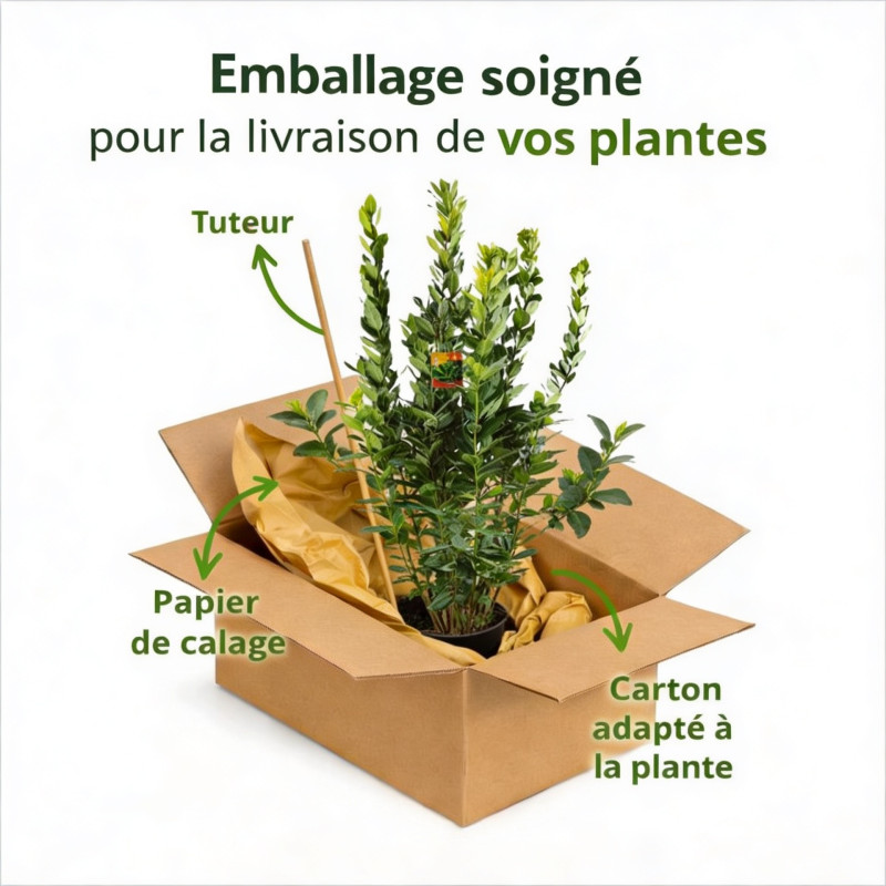 Laurier sauce 125/150cm Pot 10L - Laurus nobilis