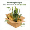 Laurier sauce 125/150cm Pot 10L - Laurus nobilis