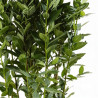 Laurier sauce 125/150cm Pot 10L - Laurus nobilis