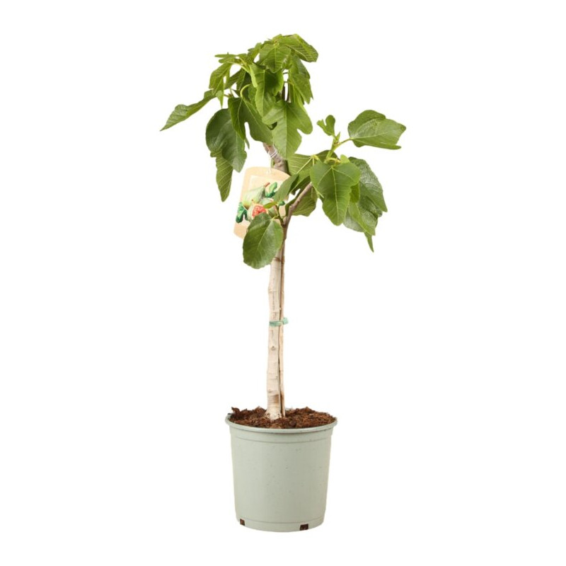 Figuier 80/100cm Pot 10L - Ficus carica