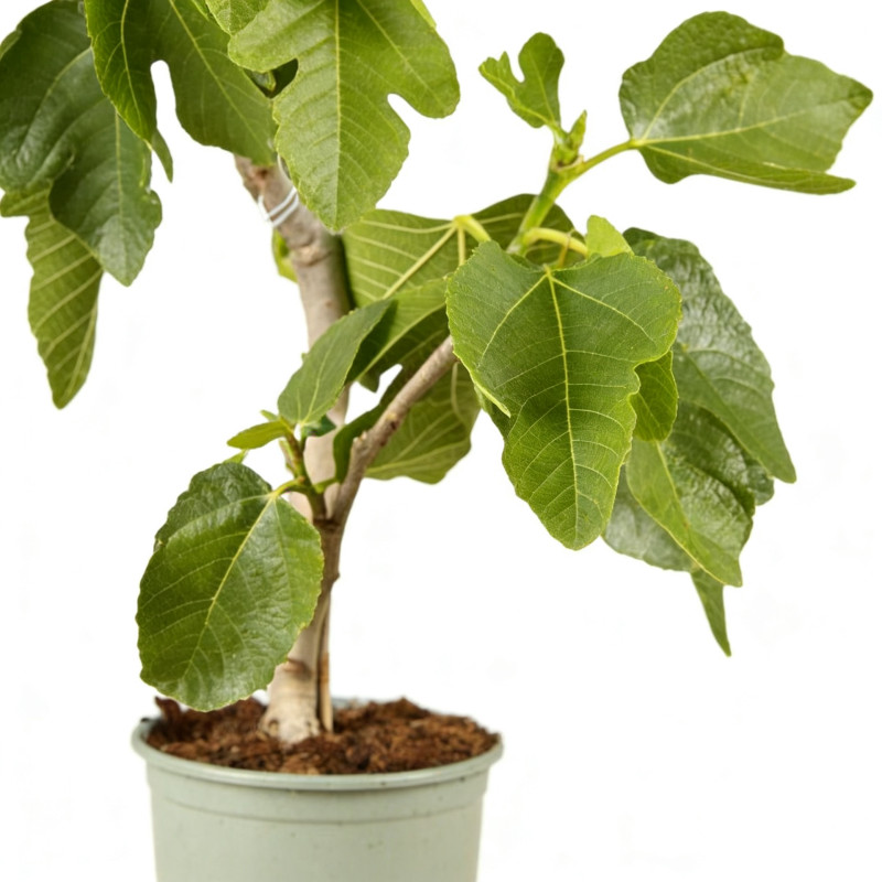 Figuier 80/100cm Pot 10L - Ficus carica