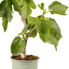 Figuier 80/100cm Pot 10L - Ficus carica