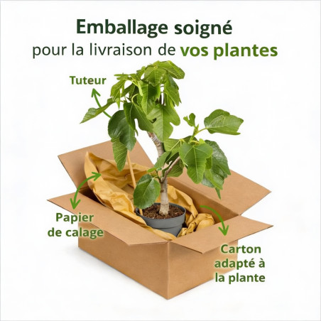 Figuier 80/100cm Pot 10L - Ficus carica