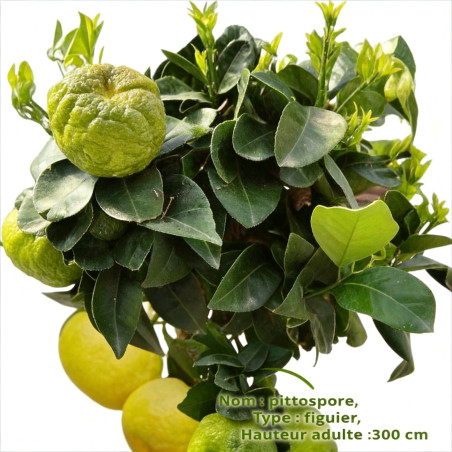 Pittospore à petites feuilles 25cm Pot 3L - Pittosporum tenui