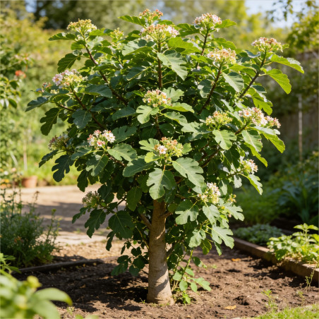Pittospore à petites feuilles 25cm Pot 3L - Pittosporum tenui