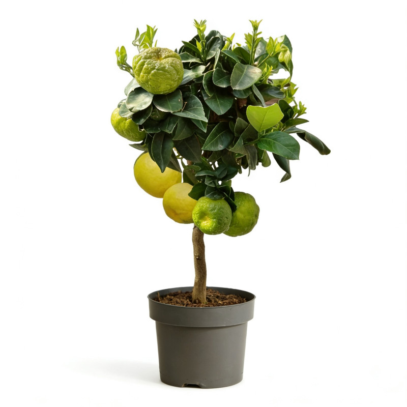 Pittospore à petites feuilles 25cm Pot 3L - Pittosporum tenui