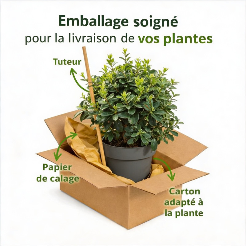 Pittospore à petites feuilles 25cm Pot 3L - Pittosporum tenui