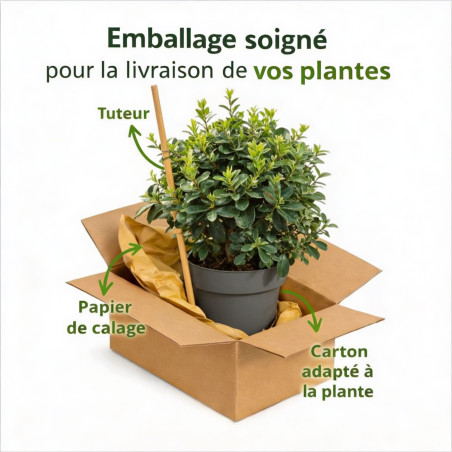 Pittospore à petites feuilles 25cm Pot 3L - Pittosporum tenui
