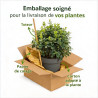Pittospore à petites feuilles 25cm Pot 3L - Pittosporum tenui