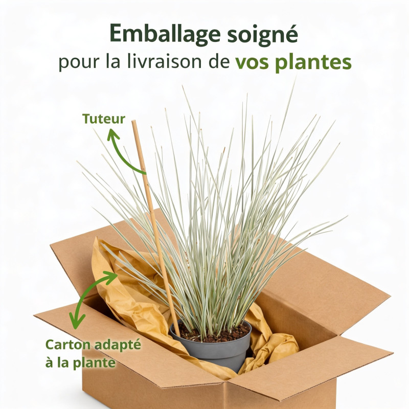 Lomandra à longues feuilles White Sands 40cm Pot 19cm - Lomandra longifolia White Sands