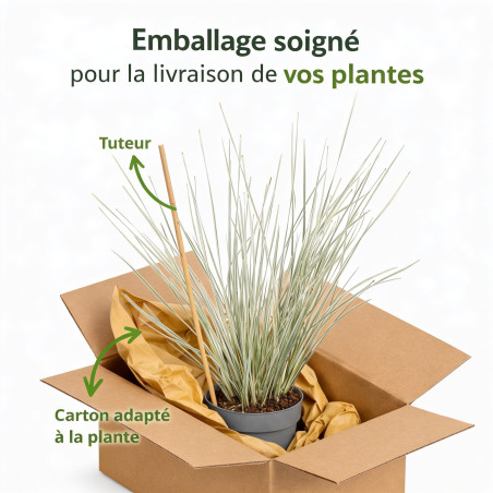 Lomandra à longues feuilles White Sands 40cm Pot 19cm - Lomandra longifolia White Sands